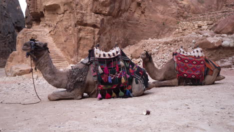 Two-Camels-Are-Resting-Near-the-Entrance-of-a-Al-Khazneh-or-Treasury---Nabatean-Rock-Cut-Temple