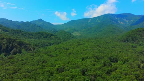 Bosque-Verde-Con-Montañas-En-El-Fondo