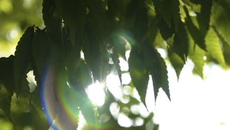 Close-up-of-sunrays-shining-through-green-leaves-in-120-fps-slow-motion-of-a-bright-summer-day
