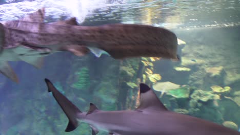 Aquarium-with-many-types-of-fishes,-shark,-morena..