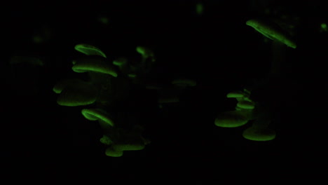 The-bioluminescent-fungus,-Panellus-Stipticus-glows-in-the-night