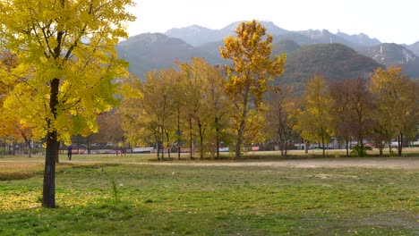Langsames-Schwenken-Auf-Gelben-Bäumen-Vor-Dem-Hintergrund-Der-Berge-In-Einem-Park