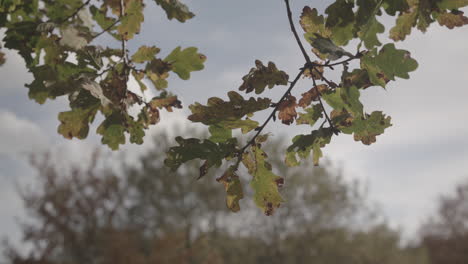 Autumn---Fall-Coloured-Branch-Swaying-In-The-Wind,-In-Slow-Motion---Ungraded
