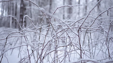Un-Arbusto-Nevado-En-Un-Día-Helado-Y-Frío-En-Un-Bosque-Blanco