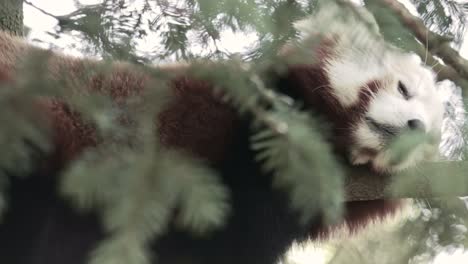 Roter-Panda-Ruht-In-Einem-Wald