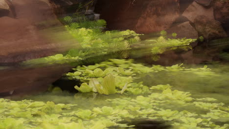 Timelapsed-pan-across-pond-with-swirling-plants-and-koi-fish-streaking-through-water-with-multiple-exposure-streak-effect