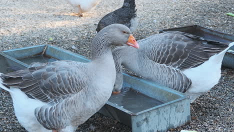Slow-motion-wide-shot-of-two-grey-geese-as-they-drink-water-and-shake-their-heads