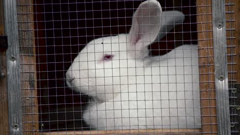 Domestic-white-rabbit-in-a-wooden-cage