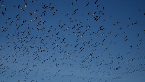 A-huge-flock-of-Canadian-and-snow-Geese-circle-a-partially-frozen-lake-with-a-bright-blue-sky-as-a-backdrop-during-this-winter-scene