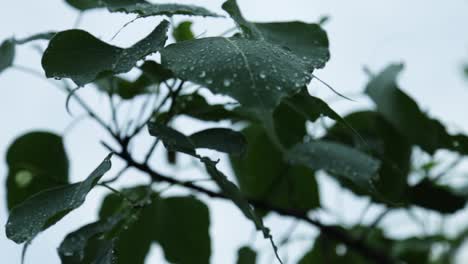Water-drops-on-Ficus-religiosa,morning