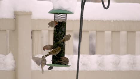 Spatzen,-Hausfinken-Und-Stieglitze-Fressen-Während-Eines-Schneesturms-An-Einem-Vogelhäuschen