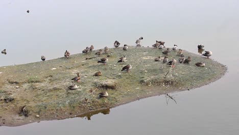 spot-billed-ducks-and-common-coots-and-comb-ducks-island-in-lake-I-Birds-island-in-lake-stock-video