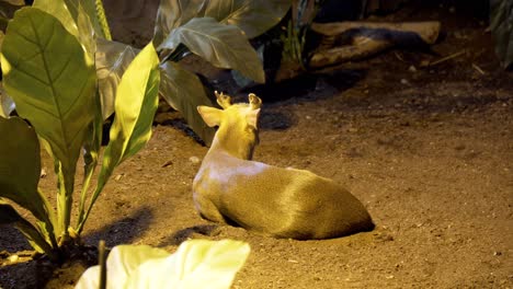 Muntjac-deer-sitting-on-the-ground