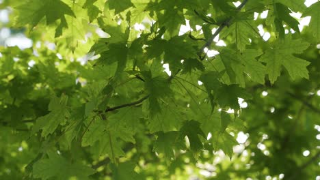 Close-up-of-large-green-maple-leaves-with-sun-rays-shining-in-and-out-through-the-branches-in-slow-motion