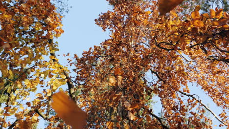 Slow-motion-shot-of-autumn-leaves-falling