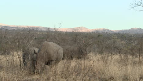 White-Rhinoceros-three-together-grazing-between-shrubs,-Kruger-N