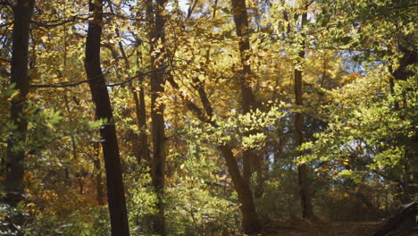 Die-Windige-Herbstbrise-Weht-In-Zeitlupe-Bunte-Blätter-Durch-Den-Waldweg