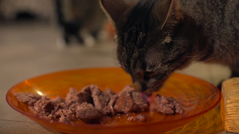 cat-eat-meat-cute