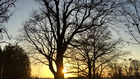 Baum-Bei-Sonnenuntergang-Schönheit