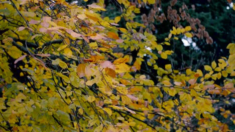 Cold-Autumn-breeze-moving-colorful-yellowish-leaves-in-the-park-on-a-cold-wet-afternoon,-CLOSEUP