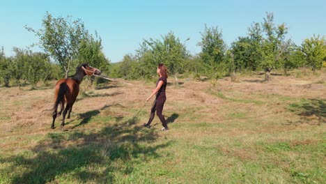 Girl-is-teaching-young-horse-to-walk-in-circle,-long-pannong-shot---Bulgaria