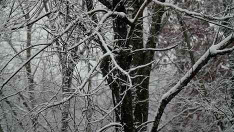 Schneeflocken-Fallen-In-Zeitlupe-In-Den-Wald