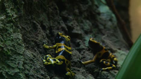 Pair-of-Yellow-banded-poison-dart-frog---poison-arrow-frog-with-bright-yellow-and-black-stripes-sitting-in-forest,-close-up-shot