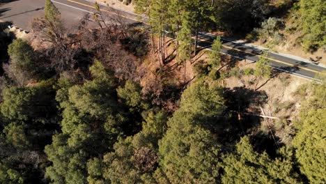 4K-aerial-shot-of-oak-and-pine-trees-revealing-cars-driving-on-a-highway-through-the-forest