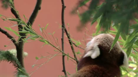 Hungriger-Roter-Panda-Frisst-Bambus