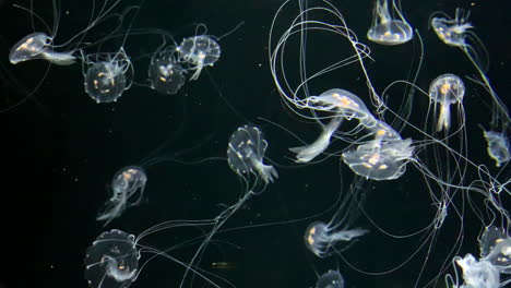 Jellyfish---Chrysaora-Quinquecirrha---Small-white-jellyfish-with-long-tentacles-in-the-water
