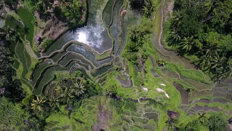 Drone-top-down-shot-of-rice-paddies-in-Ubud-on-Bali,-Indonesia