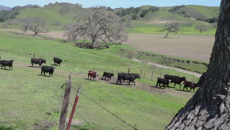 Camera-dolly's-in-towards-an-old-oak-tree-as-cattle-walk-through-the-gate-to-reach-the-greener-pasture