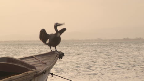 Pelikan-Thront-Auf-Einem-Fischerboot-Bei-Sonnenuntergang-Im-Port-Royal,-Jamaika
