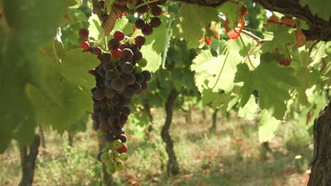 Bunch-of-grapes-growing-in-a-French-vineyard