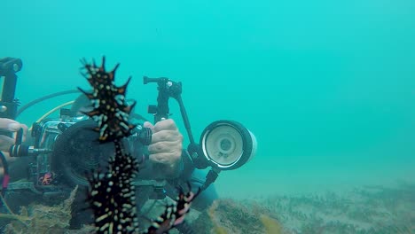 A-video-of-a-underwater-camera-man-filming-a-Ornate-Pipefish-and-other-marine-life-at-30fps