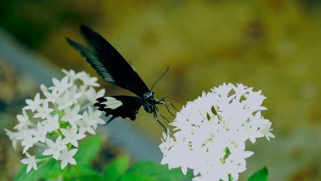 butterfly-nectar-slow-motion