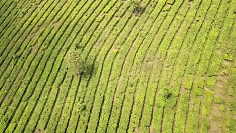 Drone-view-of-a-worker-in-a-tea-plantation,-from-a-high-altitiude,-Java,-Indonesia