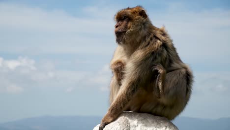 Monkey-in-gibraltar-overlooking-the-city