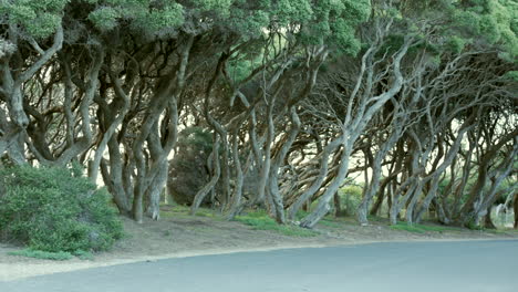 Twisted-Moonah-Trees-located-on-an-Australian-beach-front