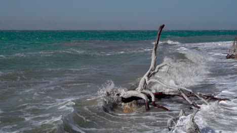 A-Big-Tree-Branch-Covered-With-Salt-Crystals-and-Casted-Away-on-a-Dead-Sea-Shore-in-Slow-Motion