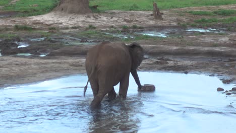 Süßes-Wildes-Afrikanisches-Elefantenbaby,-Das-In-Einem-Kleinen-Teich-Spaziert-Und-Wasser-Trinkt