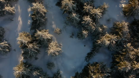 Birdseye-view-of-pine-trees-in-a-winter-wonderland,-rise-slowly,-Black-Forest,-Germany