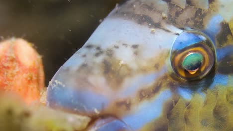 A-close-up-video-of-a-colourful-Parrotfish-at-night-moving-its-mouth-and-eyes