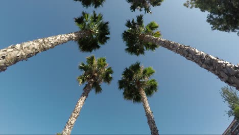 Palmen-Auf-Dem-Hintergrund-Des-Blauen-Himmels