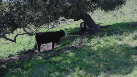 Momma-and-her-calf-hide-from-the-hot-sun-under-two-oak-trees