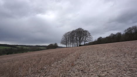 Time-lapse-while-walking-towards-a-tree-in-an-open-field