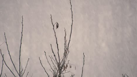 Starker-Schneefall-Mit-Bäumen-Im-Hintergrund,-Winterzeit