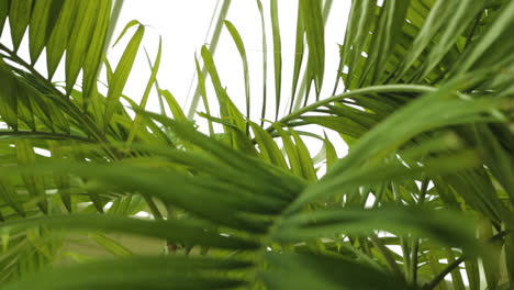 Close-up-of-palm-leaves-in-a-beautiful-resort