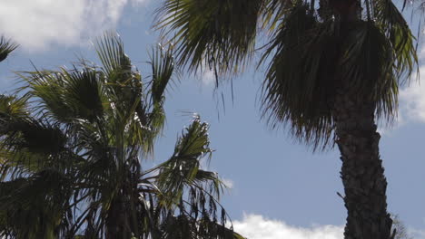 Palm-tree-tops-on-a-sunny-day-and-in-slow-motion