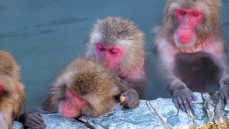 Monkey-Onsen,-video-took-in-Hakodate---Feb-2019-close-up-of-a-group-of-monkey-having-a-good-time-in-the-Hot-spring-cleaning,-scratching,-sleepy